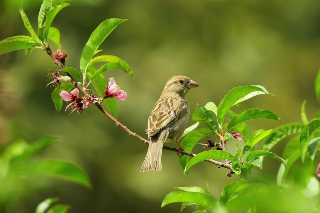 Vogels in je tuin