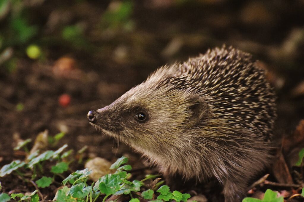 Egel in de tuin