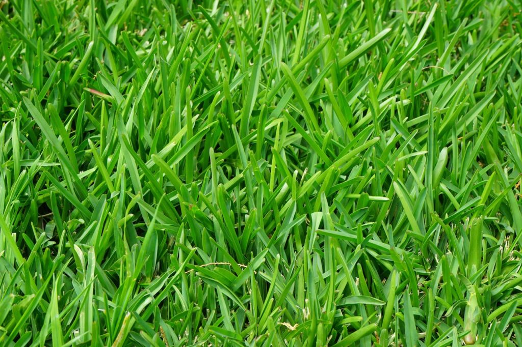 Tuingras