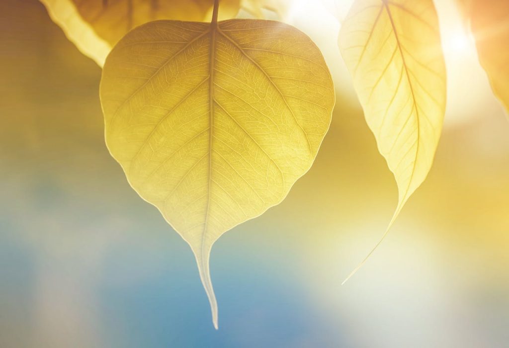 https://deverborgentuin.be/tuin-eten/de-basis-van-een-gezonde-moestuin-begint-bij-de-grond/